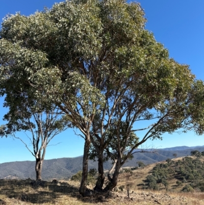 Eucalyptus blakelyi (Blakely's Red Gum) at Urambi Hills - 28 May 2024 by lbradley