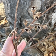 Eucalyptus blakelyi at Kambah, ACT - 28 May 2024