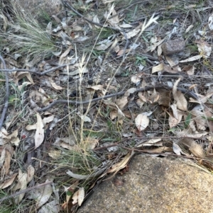 Rytidosperma sp. at Kambah, ACT - 28 May 2024 11:22 AM