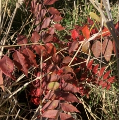 Pistacia chinensis at Mulanggari Grasslands - 28 May 2024 12:21 PM