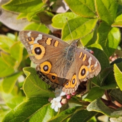 Junonia villida (Meadow Argus) at Kingston, ACT - 28 May 2024 by MatthewFrawley