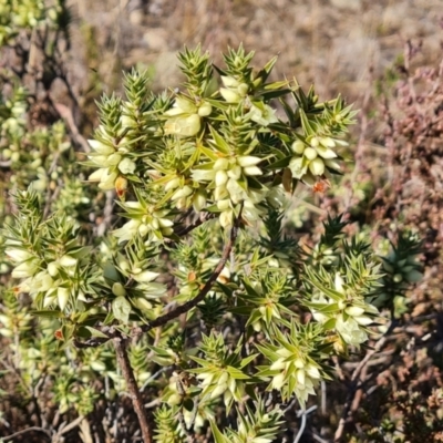 Melichrus urceolatus (Urn Heath) at Isaacs, ACT - 28 May 2024 by Mike