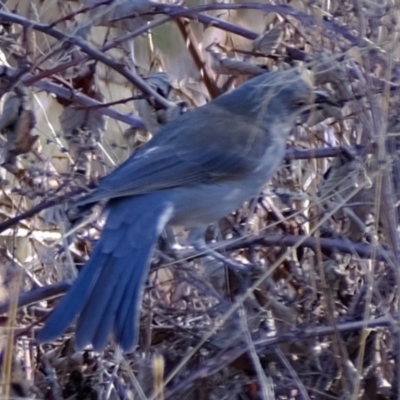 Colluricincla harmonica (Grey Shrikethrush) at Ginninderry Conservation Corridor - 28 May 2024 by Kurt