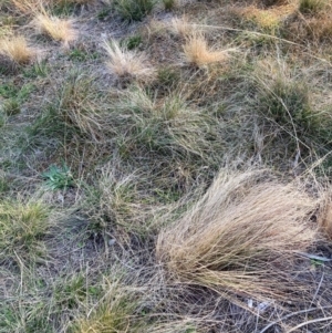 Austrostipa scabra at The Fair, Watson - 23 May 2024 04:08 PM