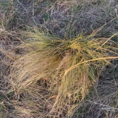 Nassella trichotoma (Serrated Tussock) at The Fair, Watson - 23 May 2024 by waltraud