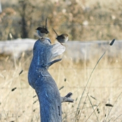 Malurus cyaneus (Superb Fairywren) at Symonston, ACT - 28 May 2024 by CallumBraeRuralProperty