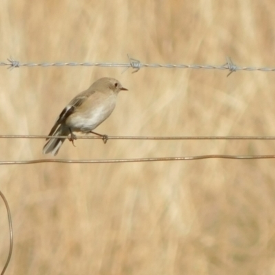 Petroica phoenicea (Flame Robin) at Symonston, ACT - 28 May 2024 by CallumBraeRuralProperty