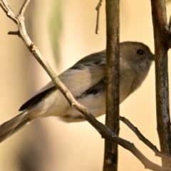 Pachycephala pectoralis at Woodstock Nature Reserve - 28 May 2024 11:32 AM