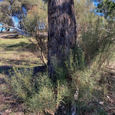 Indigofera adesmiifolia (Tick Indigo) at Hall, ACT - 28 May 2024 by Rosie