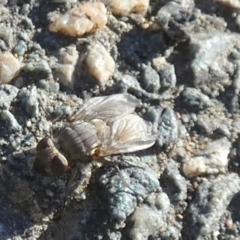 Unidentified Blow fly (Calliphoridae) at Bicentennial Park - 27 May 2024 by Paul4K