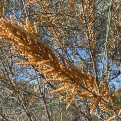 Allocasuarina verticillata (Drooping Sheoak) at Bicentennial Park - 27 May 2024 by Paul4K