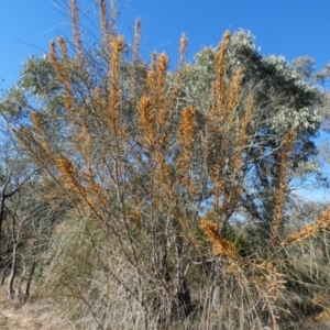 Allocasuarina verticillata at QPRC LGA - 28 May 2024 09:50 AM