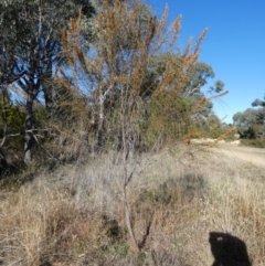Allocasuarina verticillata at QPRC LGA - 28 May 2024 09:50 AM