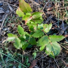 Berberis aquifolium (Oregon Grape) at Hall, ACT - 28 May 2024 by Rosie