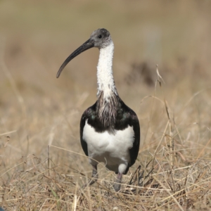 Threskiornis spinicollis at Strathnairn, ACT - 28 May 2024 11:36 AM