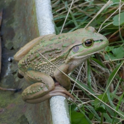 Litoria raniformis (Southern Bell Frog) at  - suppressed by WendyEM