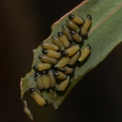 Paropsisterna cloelia (Eucalyptus variegated beetle) at WendyM's farm at Freshwater Ck. - 7 Apr 2023 by WendyEM