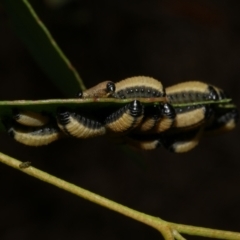 Paropsisterna cloelia (Eucalyptus variegated beetle) at WendyM's farm at Freshwater Ck. - 7 Apr 2023 by WendyEM