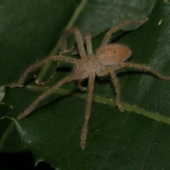 Neosparassus diana at WendyM's farm at Freshwater Ck. - 14 Apr 2023 by WendyEM