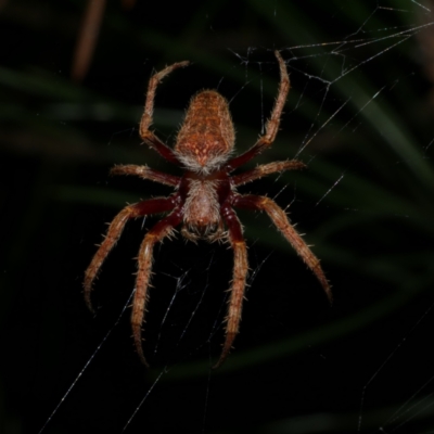 Hortophora transmarina (Garden Orb Weaver) at WendyM's farm at Freshwater Ck. - 21 Apr 2023 by WendyEM