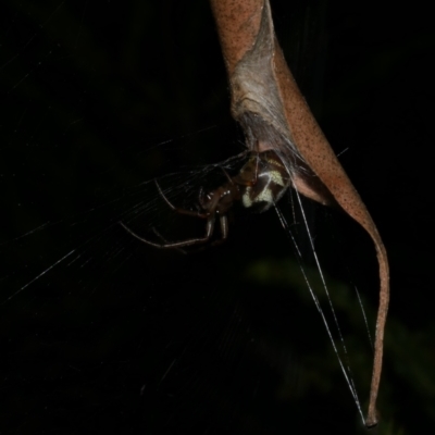 Phonognatha graeffei (Leaf Curling Spider) at WendyM's farm at Freshwater Ck. - 21 Apr 2023 by WendyEM