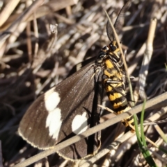 Nyctemera amicus at Hughes Grassy Woodland - 26 May 2024 02:18 PM