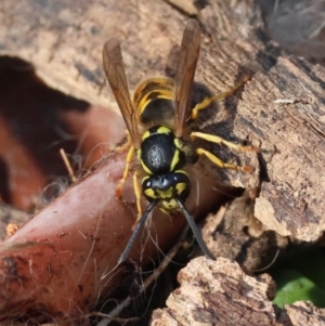 Vespula germanica at Red Hill to Yarralumla Creek - 26 May 2024