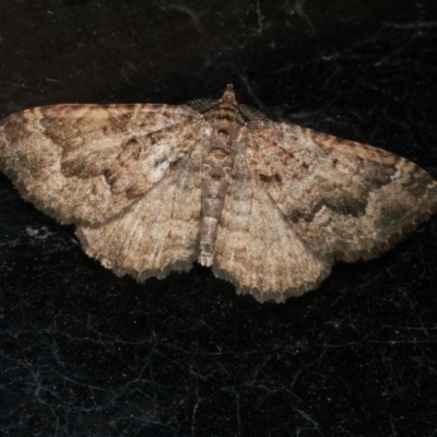 Visiana brujata (Brujata Carpet) at WendyM's farm at Freshwater Ck. - 8 Jun 2023 by WendyEM