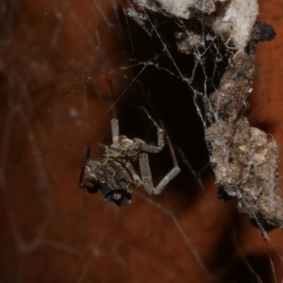 Philoponella congregabilis at WendyM's farm at Freshwater Ck. - 15 Jun 2023 by WendyEM