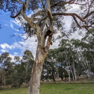 Eucalyptus blakelyi at Lions Youth Haven - Westwood Farm A.C.T. - 31 Jul 2021 02:40 PM