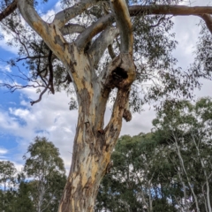 Eucalyptus blakelyi at Lions Youth Haven - Westwood Farm A.C.T. - 31 Jul 2021 02:40 PM