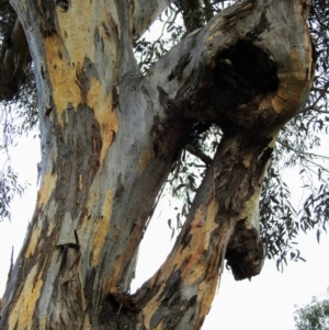 Eucalyptus blakelyi at Lions Youth Haven - Westwood Farm A.C.T. - 31 Jul 2021 02:40 PM