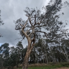 Eucalyptus blakelyi (Blakely's Red Gum) at Lions Youth Haven - Westwood Farm A.C.T. - 13 Dec 2023 by HelenCross