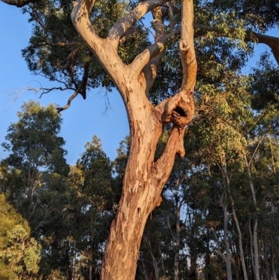 Eucalyptus blakelyi (Blakely's Red Gum) at Lions Youth Haven - Westwood Farm A.C.T. - 25 Apr 2024 by HelenCross