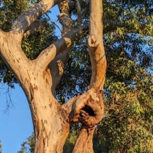 Eucalyptus blakelyi at Lions Youth Haven - Westwood Farm A.C.T. - 25 Apr 2024 07:11 AM