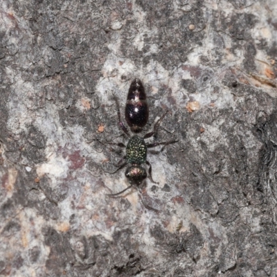 Mutillidae (family) (Unidentified Mutillid wasp or velvet ant) at Mulligans Flat - 28 May 2024 by TimL