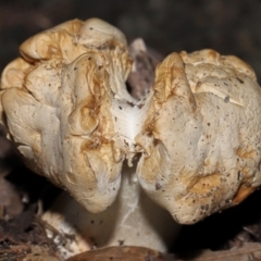 Unverified Cap on a stem; gills below cap [mushrooms or mushroom-like] at GG11 - 27 May 2024 by TimL