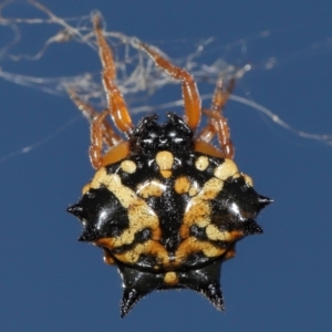 Austracantha minax at Mulligans Flat - 28 May 2024