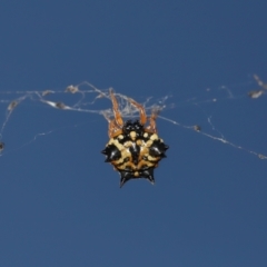 Austracantha minax at Mulligans Flat - 28 May 2024