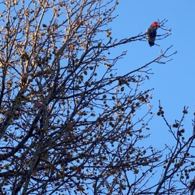 Callocephalon fimbriatum (Gang-gang Cockatoo) at Curtin, ACT - 28 May 2024 by Hannah