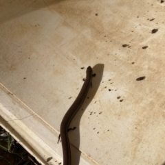 Hemiergis talbingoensis (Three-toed Skink) at Flea Bog Flat to Emu Creek Corridor - 28 May 2024 by JohnGiacon