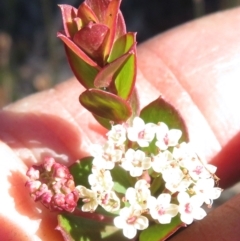 Platysace lanceolata (Shrubby Platysace) at Newnes Plateau, NSW - 13 Jun 2022 by RobParnell