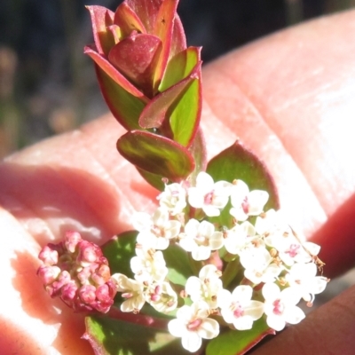 Platysace lanceolata (Shrubby Platysace) at Newnes Plateau, NSW - 13 Jun 2022 by RobParnell