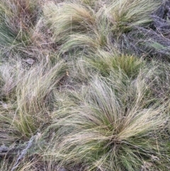 Nassella trichotoma (Serrated Tussock) at Watson, ACT - 28 May 2024 by waltraud