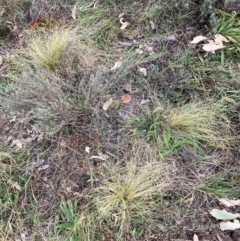 Nassella trichotoma (Serrated Tussock) at Watson, ACT - 28 May 2024 by waltraud