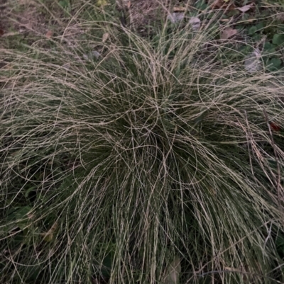 Nassella trichotoma (Serrated Tussock) at Watson, ACT - 28 May 2024 by waltraud