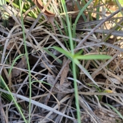 Wahlenbergia sp. at Rocky Hill War Memorial Park and Bush Reserve, Goulburn - 29 May 2024 02:27 PM