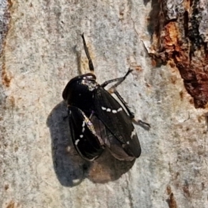 Eurymeloides bicincta at Rocky Hill War Memorial Park and Bush Reserve, Goulburn - 29 May 2024