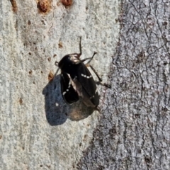 Eurymeloides bicincta at Rocky Hill War Memorial Park and Bush Reserve, Goulburn - 29 May 2024