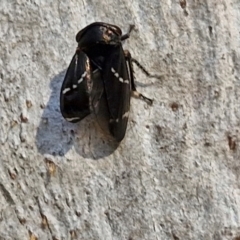 Eurymeloides bicincta at Rocky Hill War Memorial Park and Bush Reserve, Goulburn - 29 May 2024